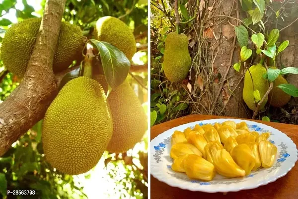 Baishnab Jack Fruit Plant Kun Wi Chan Jackfruit-thumb2