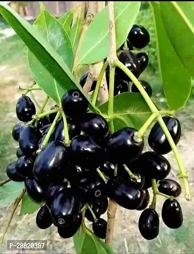 Baishnab  Thai Black Jamun Plant-thumb0