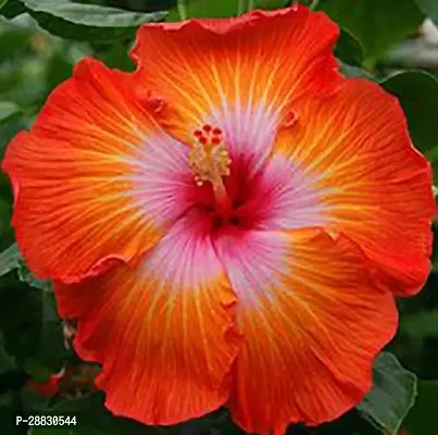 Baishnab  RH185 Hibiscus Plant-thumb0