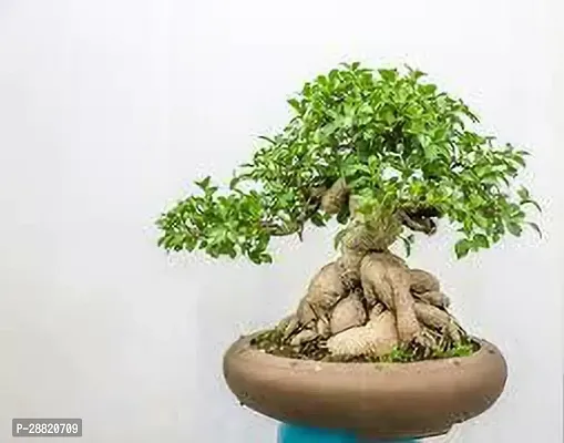 Baishnab  ficus bonsai plant hybrid Ficus Plant