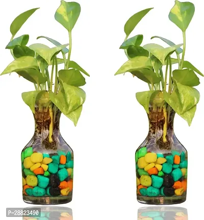 Baishnab  Combo Money plant in potpourie glass vase