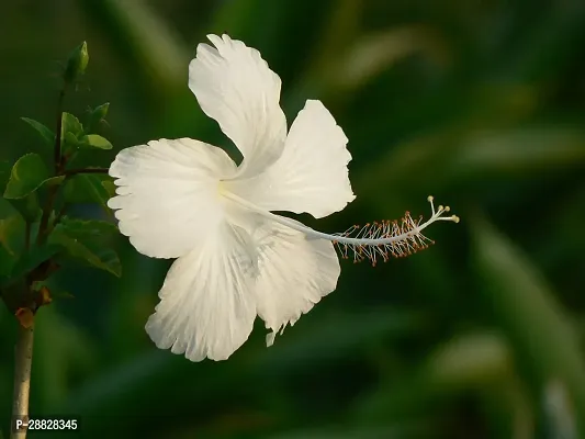 Baishnab  Hibiscus White Plant CF0701 Hibiscus Pl