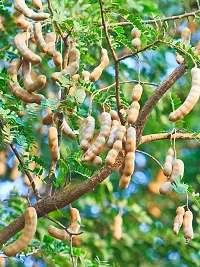 Baishnab Tamarind Plant Tamarind Thai Sweet Variety Imli Fruit Grafted Live Plant (1-1.5 Ft Size) Pack of 1 Healthy Plant CF1567-thumb1