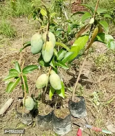 Baishnab  Mango Plant CFA316 Mango Plant