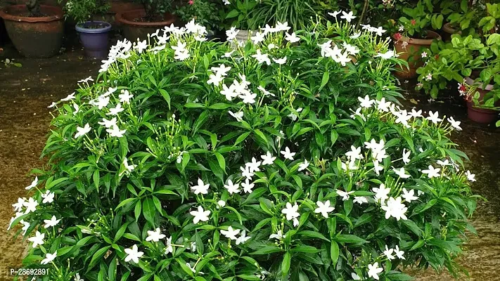 Baishnab Jasmine Plant MINI TAGOR-thumb0