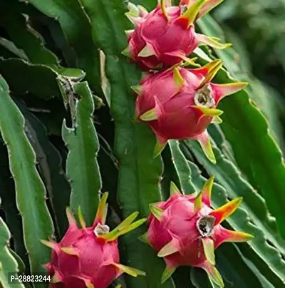 Baishnab  Dragon Fruit Plant Dragon Tree-thumb0