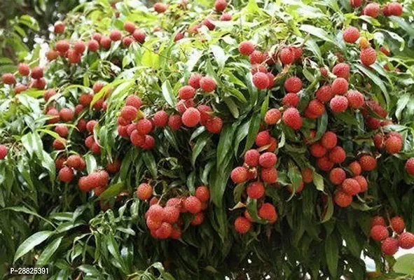 Baishnab  Litchi Plant Live Plant CF3088 Litchi P-thumb0