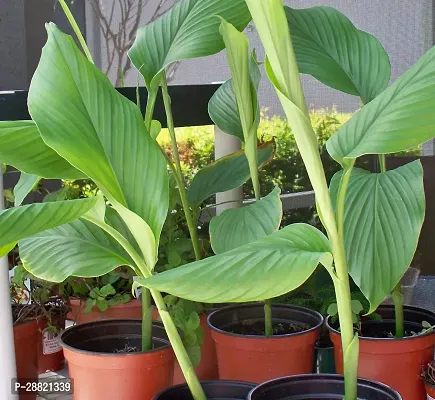 Baishnab  Haldi Plant  Turmeric Plant Turmeric Pla