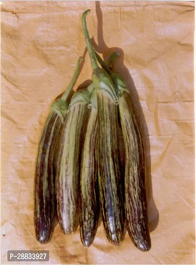 Baishnab Brinjal sed 200p sIndo Us Shivlaheri  Brinjal Seeds 200 Per Pecket200PIECE