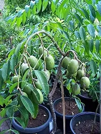 Baishnab Amra Plant Grafted All Season Hog Plum Thai Sweet Amra Spondias Mombin Fruit Tree 30 Cm Live Plant (1 Healthy Plant)-thumb2