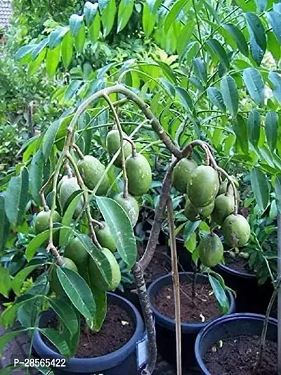 Baishnab Amra Plant Grafted All Season Hog Plum Thai Sweet Amra Spondias Mombin Fruit Tree 30 Cm Live Plant (1 Healthy Plant)-thumb3