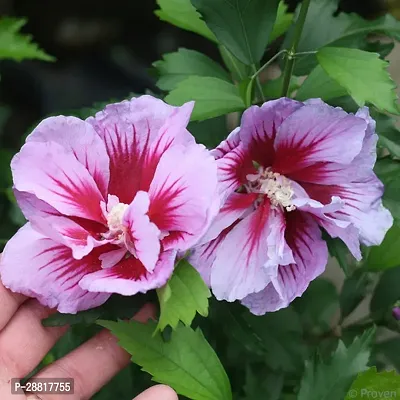 Baishnab  Hibiscus Plant 108 Hibiscus Plant-thumb0