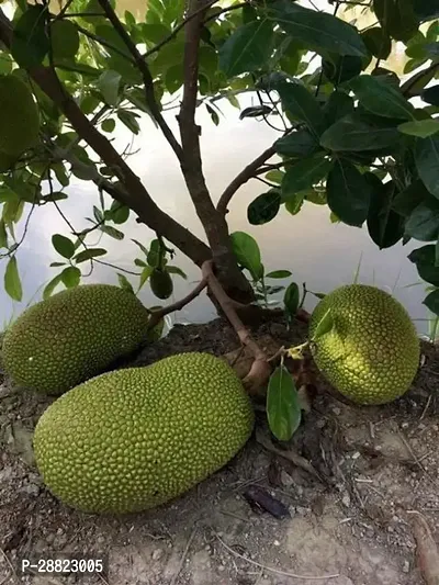 Baishnab  JackfruitKathal Live Plant Jackfruit Pl-thumb0