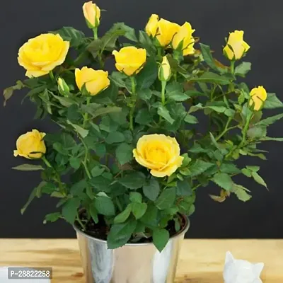 Baishnab  Yellow Rose Plant CFA413 Rose Plant-thumb0