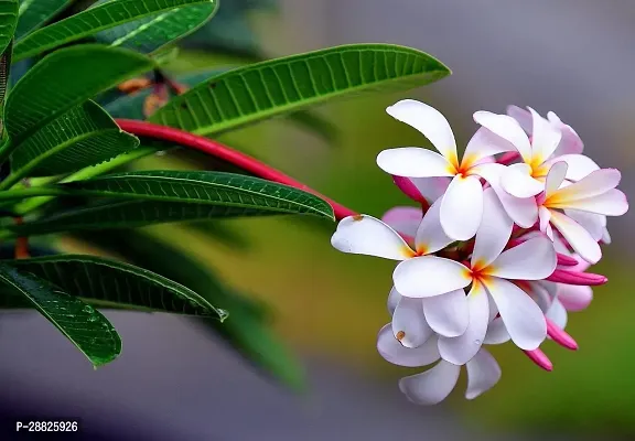 Baishnab  Plumeria Plumeria Plant-thumb0