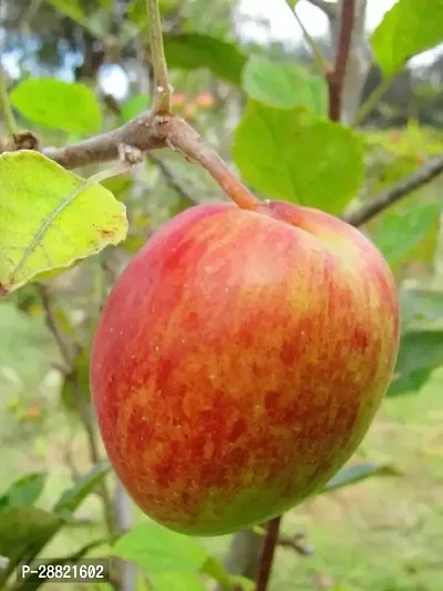 Baishnab  Anna apple plant Elephant Apple Plant