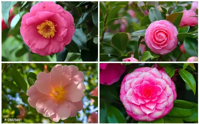 Baishnab  Camelia Plant  CSS1 Rose Plant-thumb0