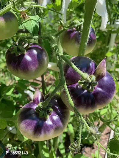 Baishnab Tomato Plant TOMATO PLANT-thumb0