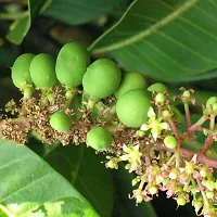 Baishnab Mango Plant all time thai mango plant (grafted) 2-thumb2