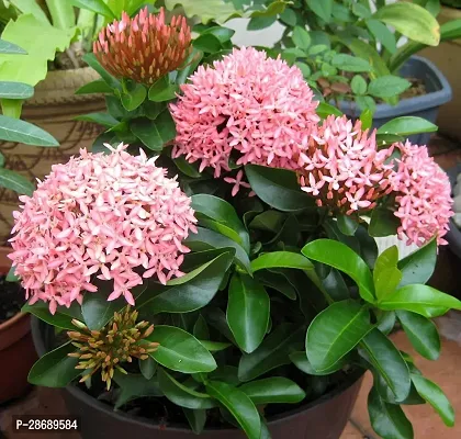 Baishnab Trothic IxoraChethi Plant Pink Ixora-thumb0