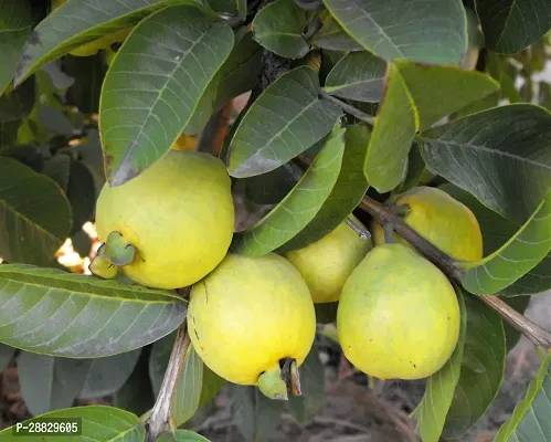 Baishnab  Hybrid Pink Guava A19 Guava Plant