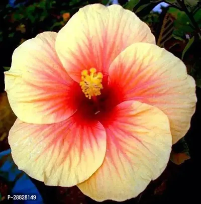 Baishnab  Hibiscus Yellow CF2054 Hibiscus Plant