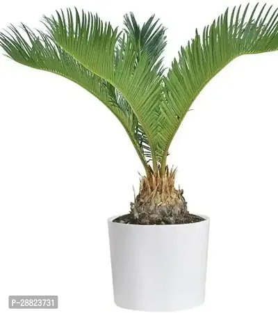 Baishnab  Cycas Revoluta Plant Live Plant CF66 Cy