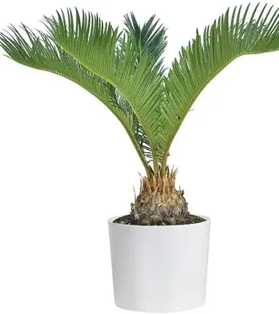 Hot Selling Plant & Planters 