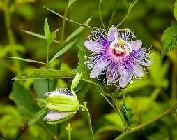 Baishnab Passion Plant PASSION FLOWER TF-thumb1