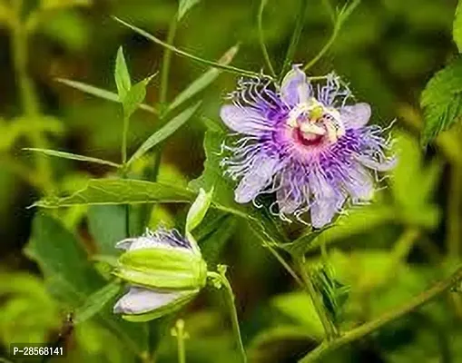 Baishnab Passion Plant PASSION FLOWER TF-thumb2