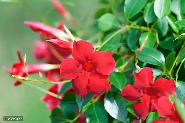 Baishnab  Hybrid Mandevilla Flower Plant Mandevilla-thumb0