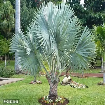 Baishnab China palm mc jhbismarckia nobilis palnts it is a plant not a seed1PIECE-thumb0