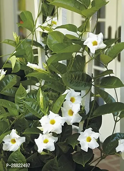 Baishnab  Mandevilla White PlantCFA292 Mandevill