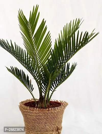 Baishnab  Cycas Revoluta Plant Live Plant CF02 Cy