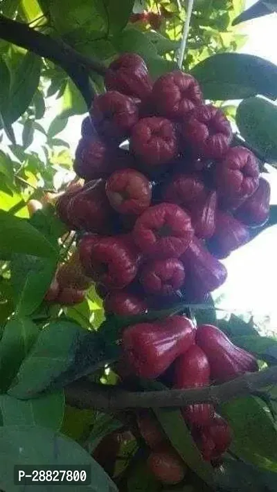 Baishnab  aaq11 Jamun Plant