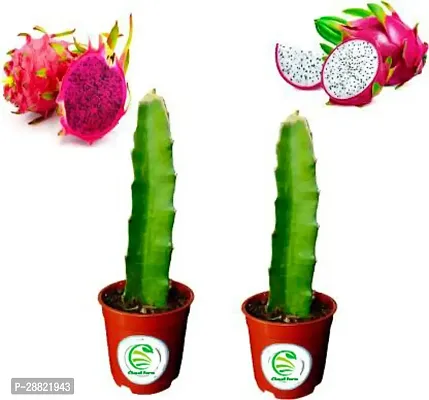 Baishnab  Dragon Fruit Combo Pack of 2  Multi Vari