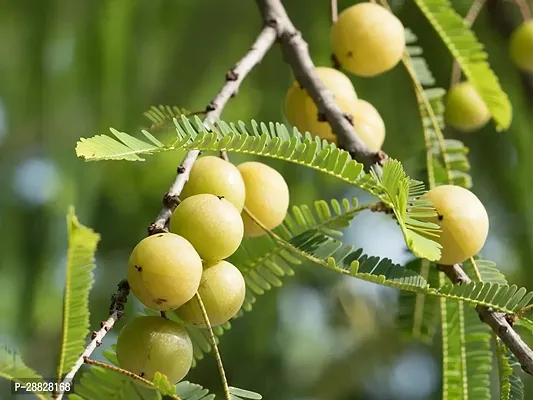 Baishnab  Grafted Original Hybrid Amla live plantV-thumb0