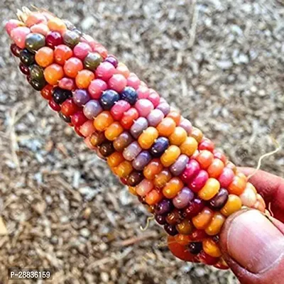 Baishnab corn sed 10 ps gghCorn  Seeds  VXL 62110PIECE