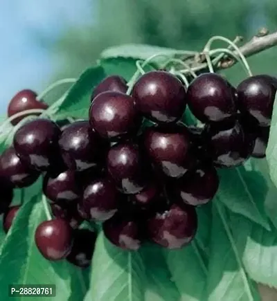 Baishnab  HYBRID CHERRY PLANT Cherry Fruit Plant-thumb0