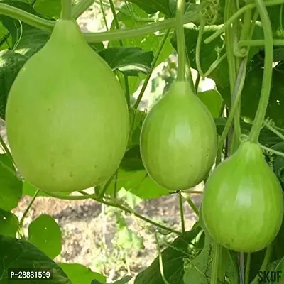 Baishnab Gourd seed ujhnui Organic Desi Bottle Gourd Round Seeds30PIECE-thumb0