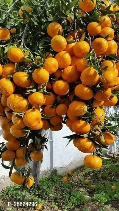 Baishnab  High Yield Orange Live PlantCF101 Orang