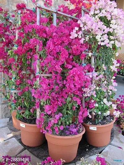 Baishnab  Bougainvillea tree plant Bougainvillea Pl-thumb0