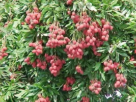 Baishnab Litchi Plant LITCHI TREE PLANT-thumb1