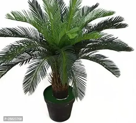 Baishnab  Cycas Revoluta Plant Live Plant CF86 Cy-thumb0