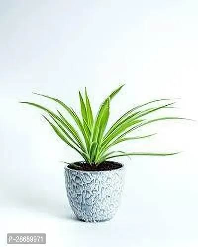 Baishnab Spider Plant SPIDER PLANT B79-thumb3