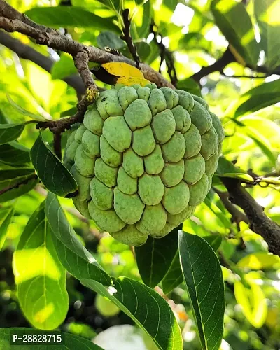 Baishnab  Custard Apple Live Plant Disha309080 C