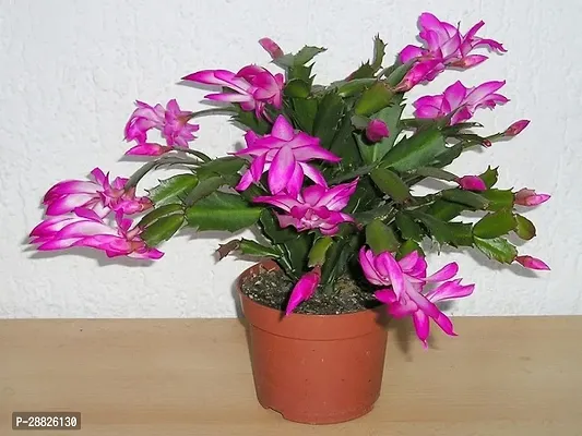 Baishnab  Crismas cactus jaigo flowers plant Chris