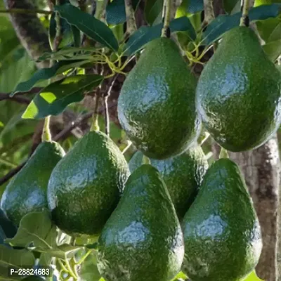 Baishnab  Lula Avocado Live PlantCF31 Avocado Pla