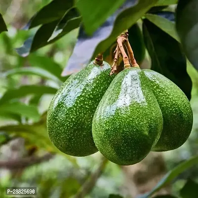 Baishnab  Avocado Plants Live PlantCF771 Avocado-thumb0