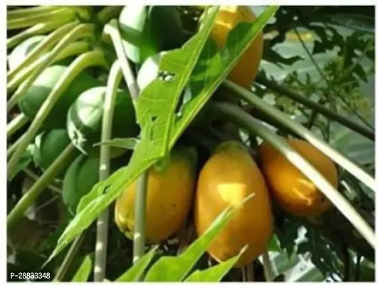 Baishnab Papaya seed 150 per packet uiuPP50  BEST QUALITY SEED OF PAPAYA  PAPITA PACK OF 150 SEEDS   GERMINATION IMPORTED SEED PACK OF 150 SEEDS150PIECE-thumb0